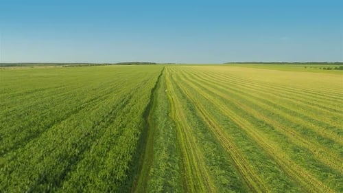 Tractor Cutting Grass in Rural Green Field