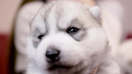 lindo cachorro Husky recién nacido mirando a cámara