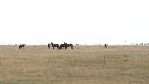 Wild Horses