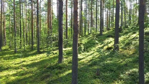 Sommerlicher Wald