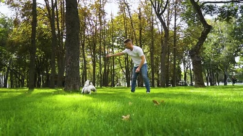 Glücklicher Besitzer spielt mit seinem reinrassigen Hund im Sommerpark