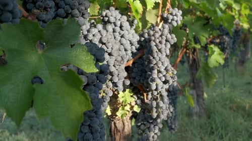 Red ripe vine grapes in vineyard. Red wine, winery grapevine.