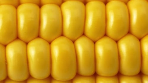 Cobs of sweet corn close up, sliding shot. Yellow sweet corn close-up macro.