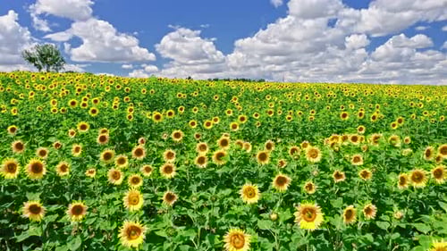 Stunning sunflower field in sunny summer day, aerial view