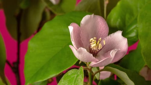 Quince Blossom Timelapse Rotating on Red
