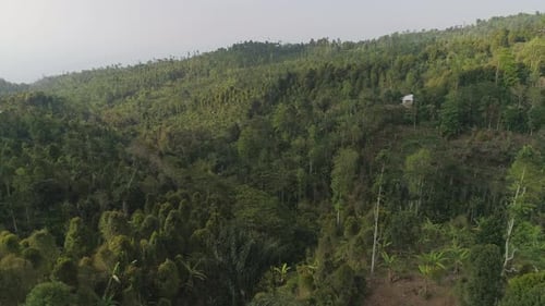 Tropical Landscape Rainforest and Mountains