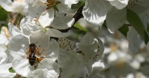 Bee Collecting Pollen on White Blossoms