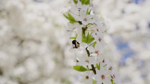 Hummel bestäubt weiße Kirschblüten in einem Frühlingsgarten