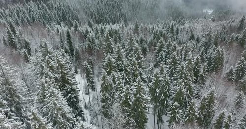Aerial View of a Frozen Forest with Snow Covered Trees at Winter. Flight Above Winter Forest in