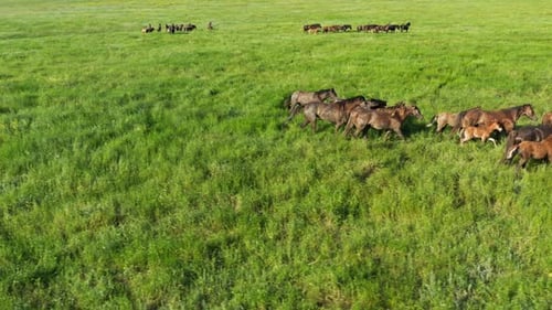 Wild Horses Running Wild Mustangs Run on the Beautiful Green Grass Dust From Under the Hooves