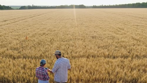 Aerial View Farmers Working with a Tablet in a Wheat Field