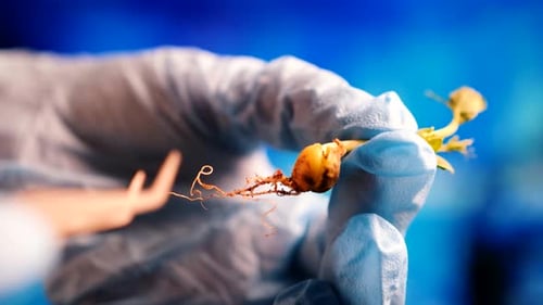 Gloved Hand Holds Sprout With Tweezers in Laboratory