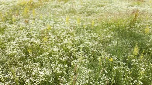 Drone aerial view white flower blooming meadow, in countryside