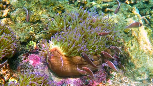 Wonderful and Beautiful Underwater World with Corals and Tropical Fish Red Sea