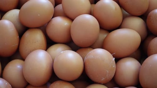 Close Up of Brown Chicken Eggs