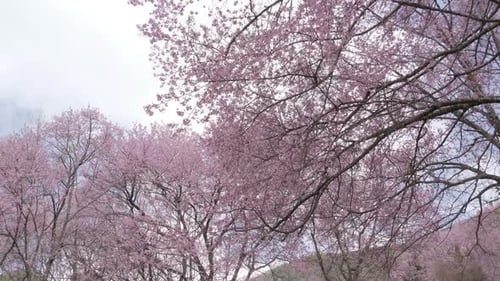 Sakura Im Park