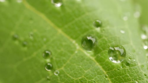 Dew on Green Leaves