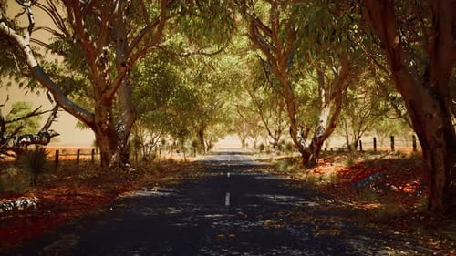 Open Road in Australia with Bush Trees