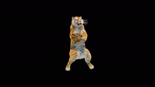 Tiger Tanzen 4K
