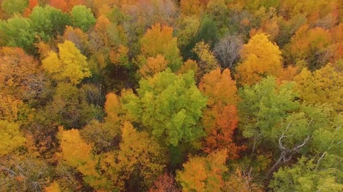 Aerial view looking down on trees full of Fall colors as drone moves backwards and camera TILT UP to
