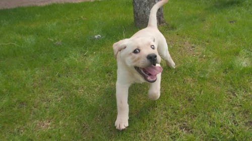 Puppy Runs on Green Grass