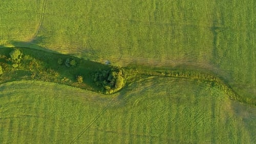 Aerial Top View of Green Grassy Furrowed Field. Fertile Meadow in Sunny Day - Drone Footage