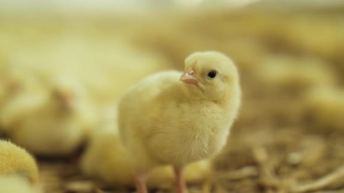 Kleines gelbes Huhn in Hühnerfarm