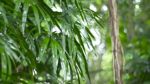 Rainfall on Tropical Leaves