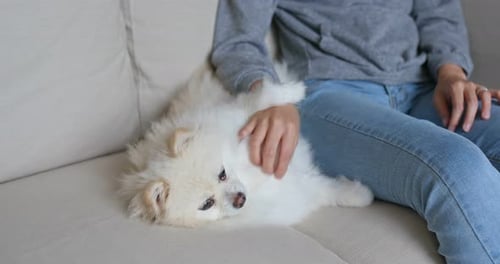 Person Pets White Pomeranian Dog on Cream Sofa
