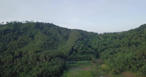 Nahaufnahme einer Waldlandschaft mit Plantagenfeld auf einem Berg in Indonesien