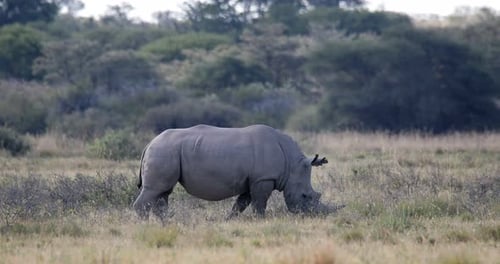 white rhinoceros Botswana, Africa wildlife