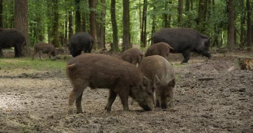 Wildschweine im Wald 11