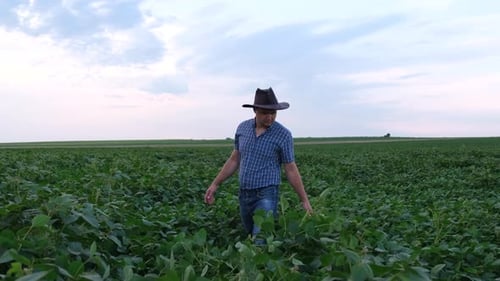 A Young Agronomist Examines a Soybean Crop in a Field
