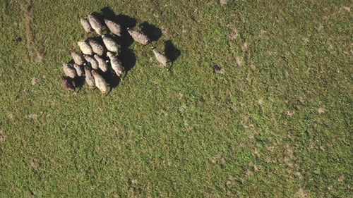 Sheeps at Mountain Valley Top Down