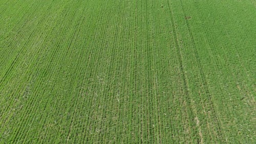 Green Field Aerial Shot