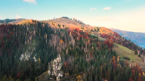 Aerial view of high mountain hills covered with dense yellow forest and green spruce trees in