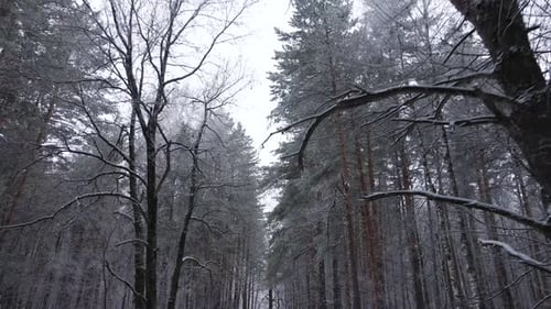 Winter forest in frost
