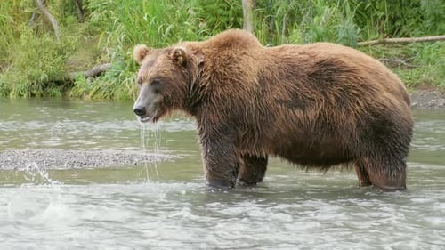 Majestic Brown Bear Drinking from Flowing River