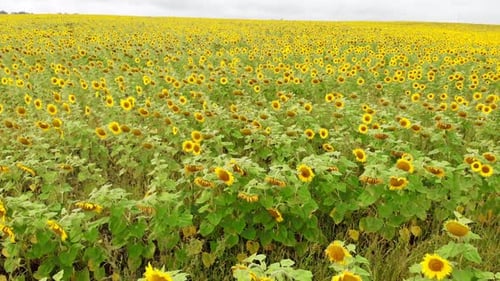 A Bright Field of Rows of Ripe Sunflowers - Shooting From the Drone - Aerial