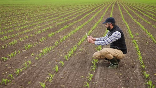 Farmer Photographs Sprouts of Young Corn in the Field