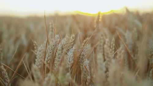 Beautiful Macro View of Ripe Golden Wheat Ears on Sunset