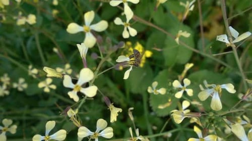 Biene in grüner Natur