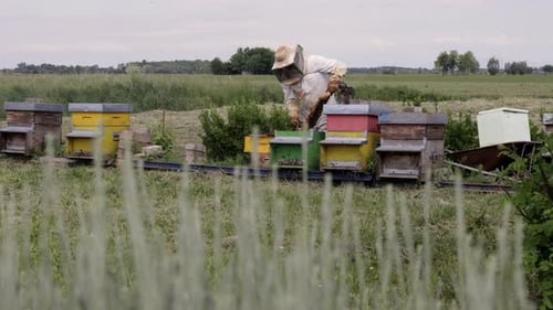 Beekeeper is working with bees and beehives
