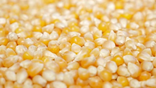 Lot of pop-corn seed shallow DOF details arranged on table 4K 3840X2160 30fps UltraHD footage - Slow