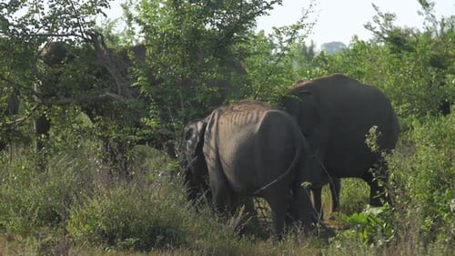 Huge Elephants Gather in Green Tree Shadow Shake Ears