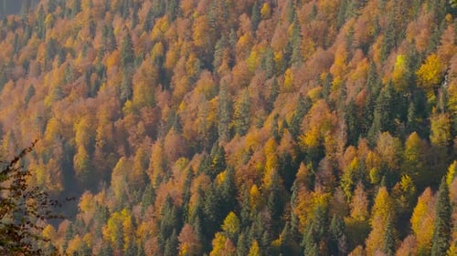 Mountain Forest Landscape in Autumn