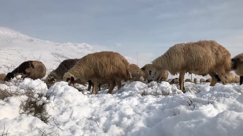 A Flock Of Sheep In Frozen Field In Winter