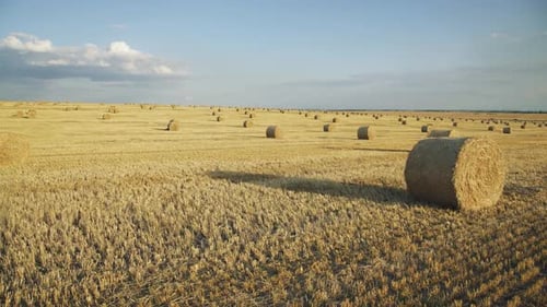 Great View of Haystacks on a Spacious Wheat Field on a Hot Summer Day
