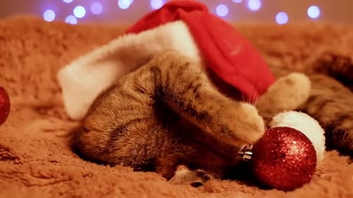 Tabby Cat With Santa Hat and Ornaments