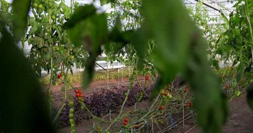 Greenhouse Growing Rows of Ripe Tomatoes